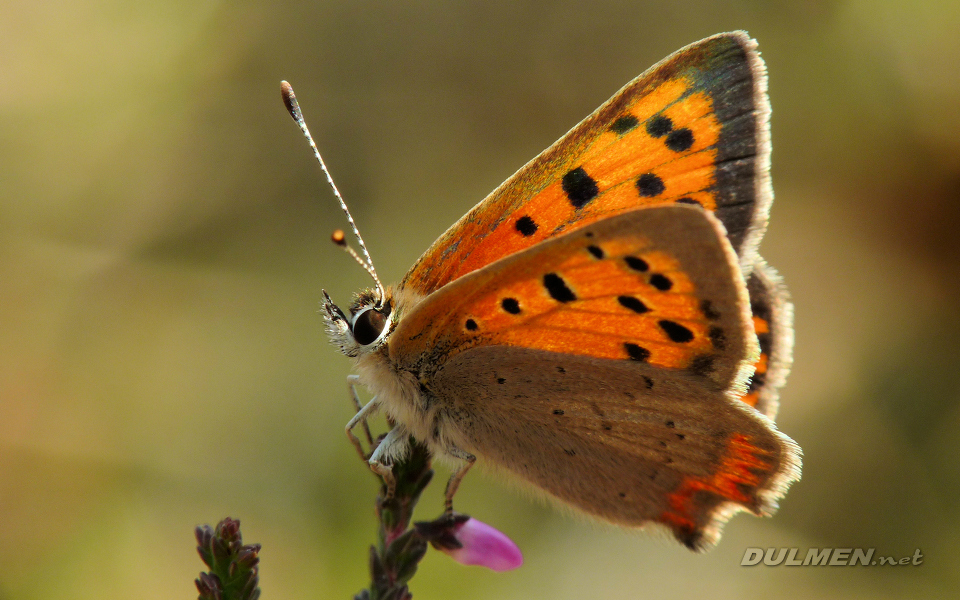 Small Copper (Lycaena phlaeas)